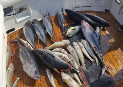 a group of fish on a boat